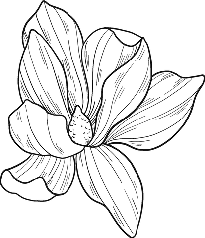 Magnolia Flower Coloring Page